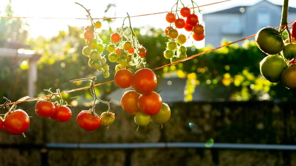 Cachos Tomates Pendurados Fio Secando Sol Para Livrá Los Umidade — Fotografia de Stock