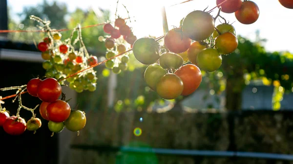 太陽の下で乾燥した糸から吊るされたトマトの束は水分を取り除くために — ストック写真