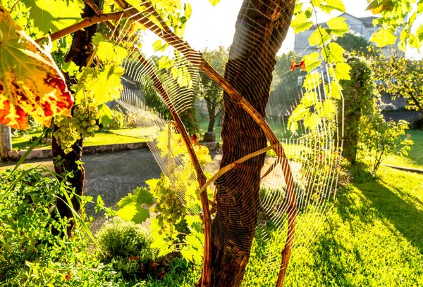 Aranha Jardim Meio Sua Teia Tecida Uma Espiral Imóvel Espera — Fotografia de Stock