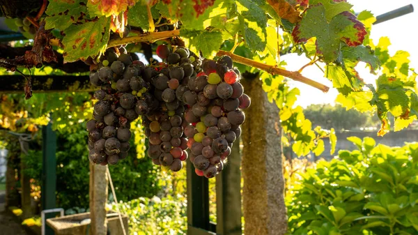 Uvas Vermelhas Vinha Maduras Espera Serem Colhidas Para Fazer Fermentação — Fotografia de Stock
