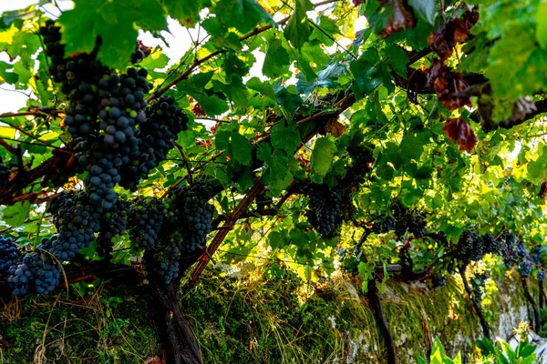 Uvas Vermelhas Vinha Maduras Espera Serem Colhidas Para Fazer Fermentação — Fotografia de Stock