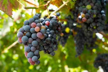 Sarmaşıktaki üzüm demetleri, olgunlaşma sürecini gösteren mor ve pembe renklerin karışımını gösteriyor. Arkaplanda parlak yeşil ve güneşli yapraklar.