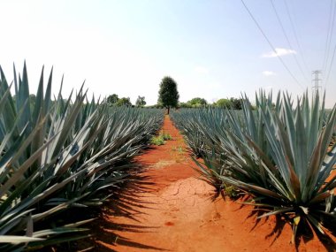 Toprakta agave ekin