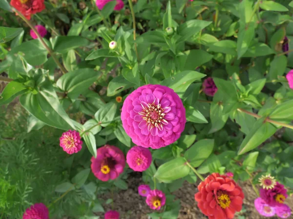 Kırmızı Dahlia Piskoposu Llandaff