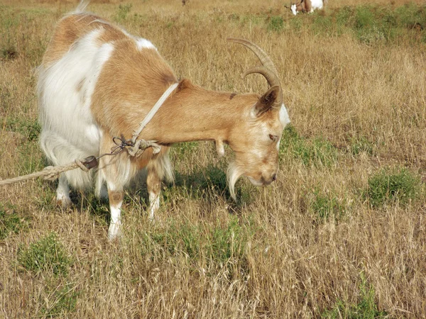 Rothaarige Ziege — Stockfoto