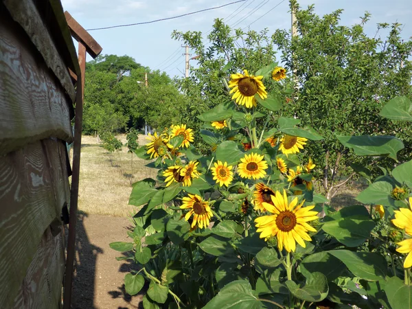 Girasoli ondeggiano nel vento — Foto Stock