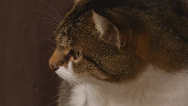 Muzzle of a cat — Stock Video