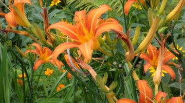 Renklerin çeşitli. Kamera hareketli