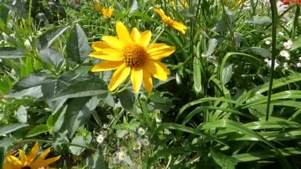 Flori galbene — Videoclip de stoc
