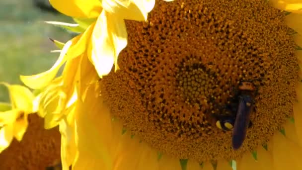Sunflower swaying in the wind. Scolia (giant wasp) — Stock Video