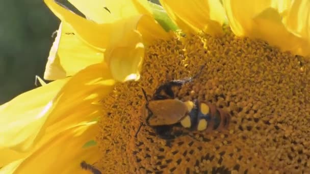 Girasol balanceándose en el viento. Escolia (avispa gigante ) — Vídeos de Stock