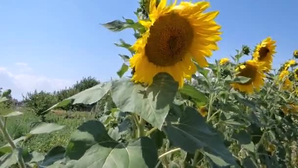 Соняшники — стокове відео