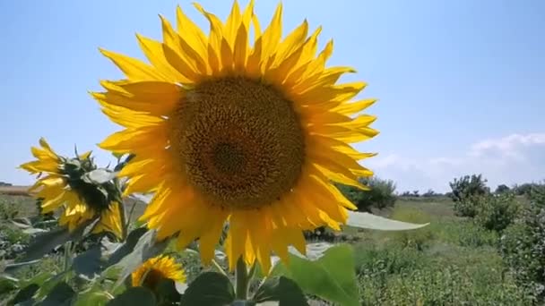 Girasoles — Vídeos de Stock