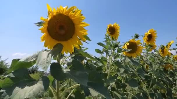 Słoneczniki — Wideo stockowe