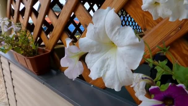 白色的花 — 图库视频影像
