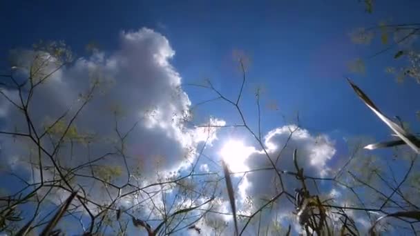 Cielo azul con nubes blancas — Vídeos de Stock