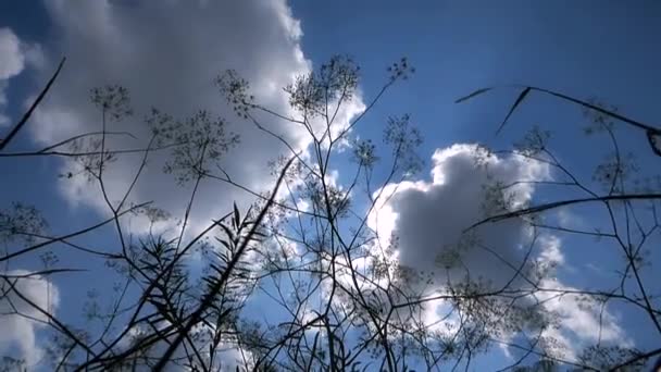 Blauwe lucht met witte wolken — Stockvideo