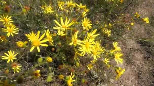 Gele bloemen — Stockvideo