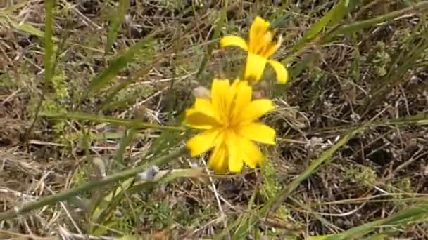 两个黄色的花朵 — 图库视频影像
