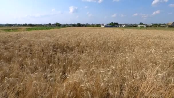 Champ de blé