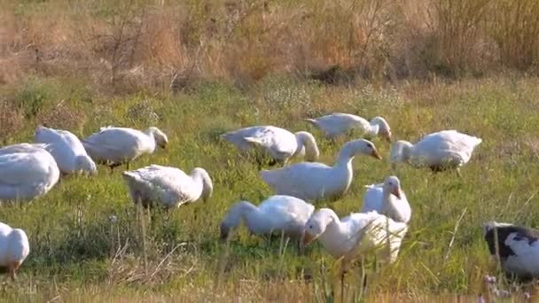 Gansos blancos — Vídeos de Stock