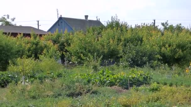 Jardins e casas particulares — Vídeo de Stock