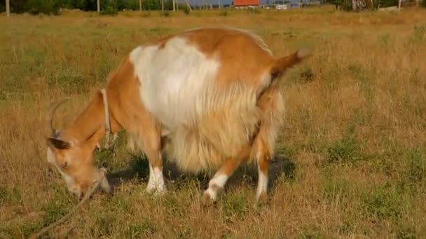 Chèvre rousse 