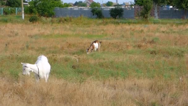 Two goats — Stock Video