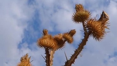 onopordum acanthium