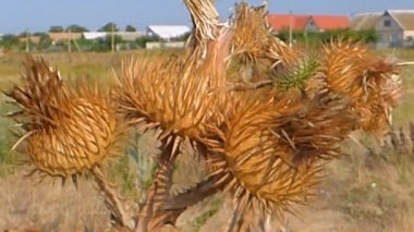 onopordum acanthium