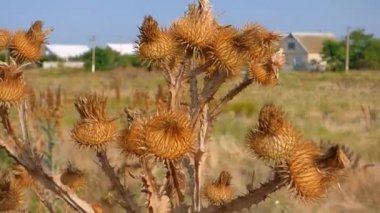 onopordum acanthium