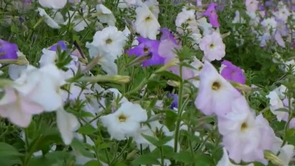 Petunia blanco y morado — Vídeo de stock