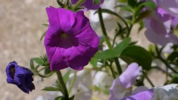 Petunia lilla — Video Stock