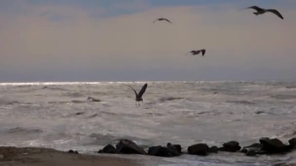 Seagulls hover — Stock Video