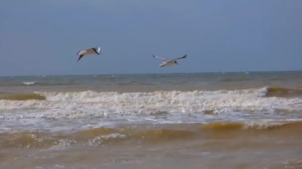 Seagulls hover — Stock Video