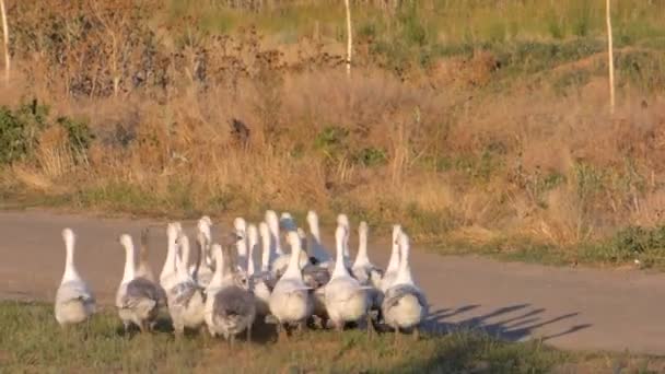 Flock of white geese — Stock Video