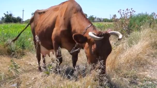 Red-haired cow — Stock Video