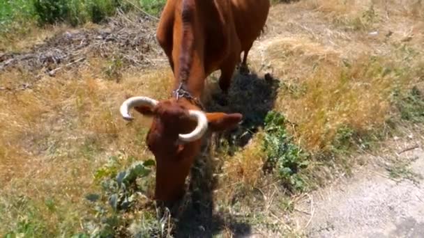 Vaca de pelo rojo — Vídeos de Stock