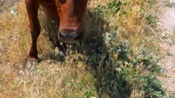 Vaca de pelo rojo — Vídeo de stock