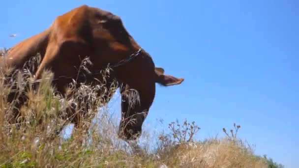 Vaca de pelo rojo — Vídeo de stock