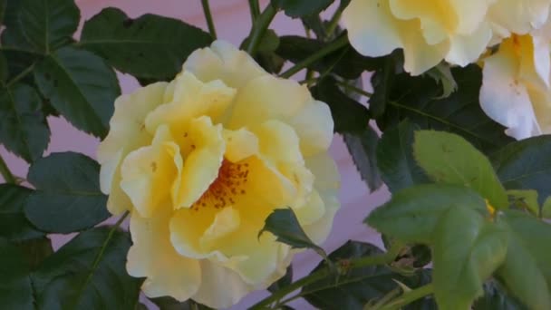 Keltaiset ruusut — kuvapankkivideo