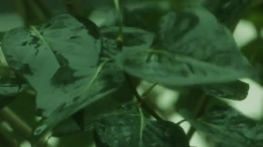 Yeşil yaprakları yağmur yıkar
