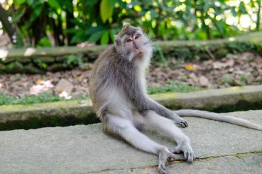 Maymunların doğadaki davranışları, üremeleri ve yavrulara bakmaları. Primatlarla turist irtibat rezervi