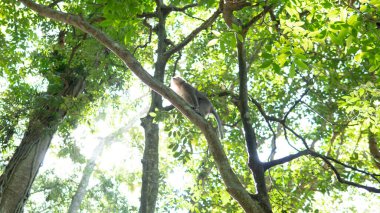 Maymunların doğadaki davranışları, üremeleri ve yavrulara bakmaları. Primatlarla turist irtibat rezervi