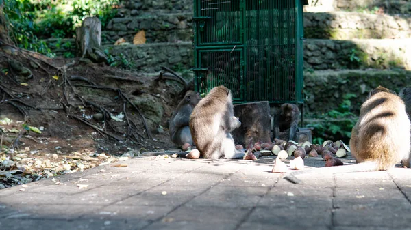 Family Primates Nature Protected Tourist Areas Primates — Stock Photo, Image