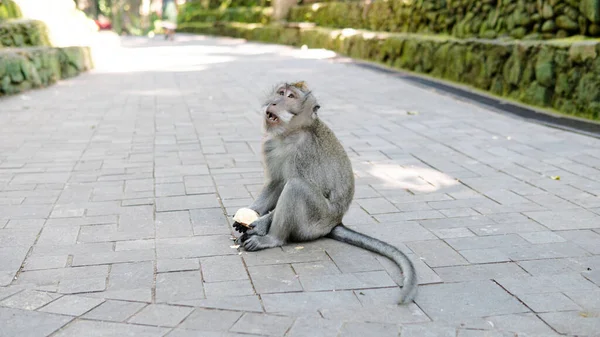 Familia Primates Naturaleza Zonas Turísticas Protegidas Con Primates —  Fotos de Stock