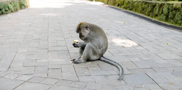 Comportamiento Los Monos Naturaleza Reproducción Cuidado Descendencia Reservas Contacto Turístico —  Fotos de Stock
