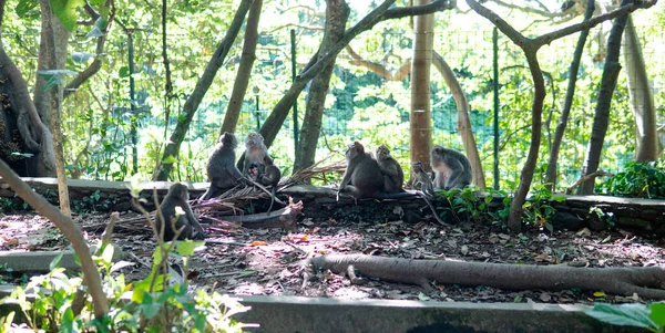 Comportamento Dos Macacos Natureza Reprodução Cuidados Para Prole Reservas Contacto — Fotografia de Stock