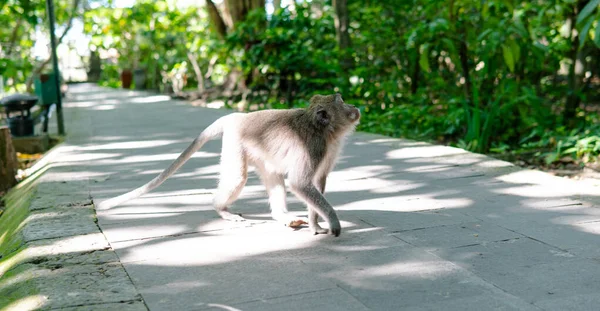 Familia Primates Naturaleza Zonas Turísticas Protegidas Con Primates — Foto de Stock
