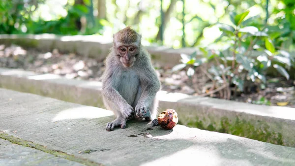 Familia Primates Naturaleza Zonas Turísticas Protegidas Con Primates —  Fotos de Stock